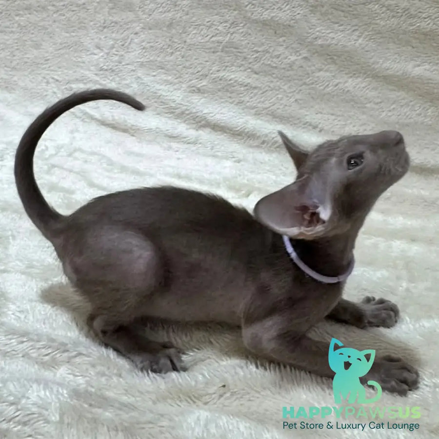 Kenzo Oriental Shorthair male lilac - live animals