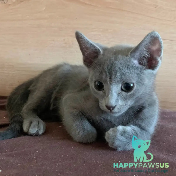 Kenzo Russian Blue male blue - live animals
