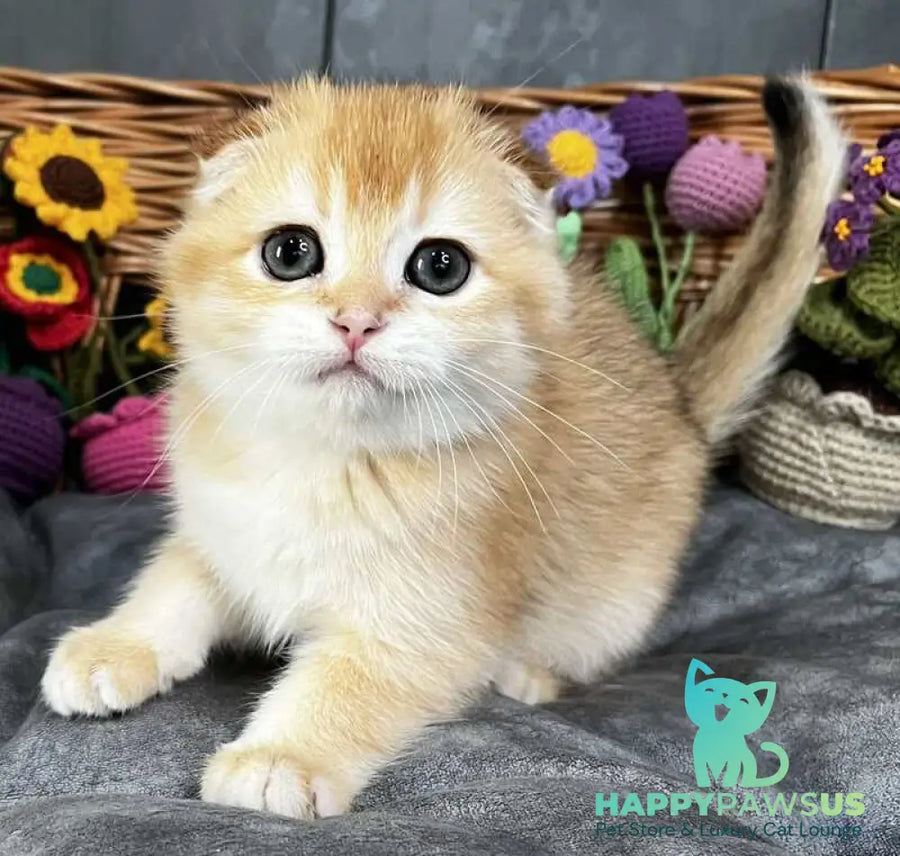 Kerry Scottish Fold female black golden chinchilla - live animals
