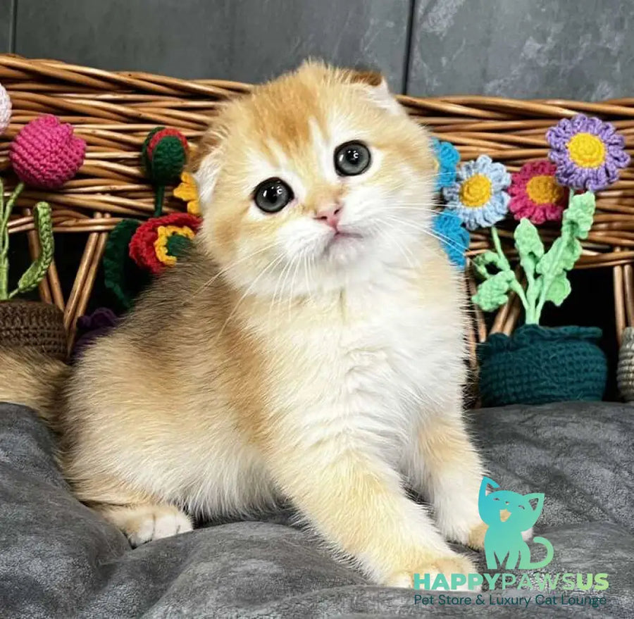Kerry Scottish Fold female black golden chinchilla - live animals