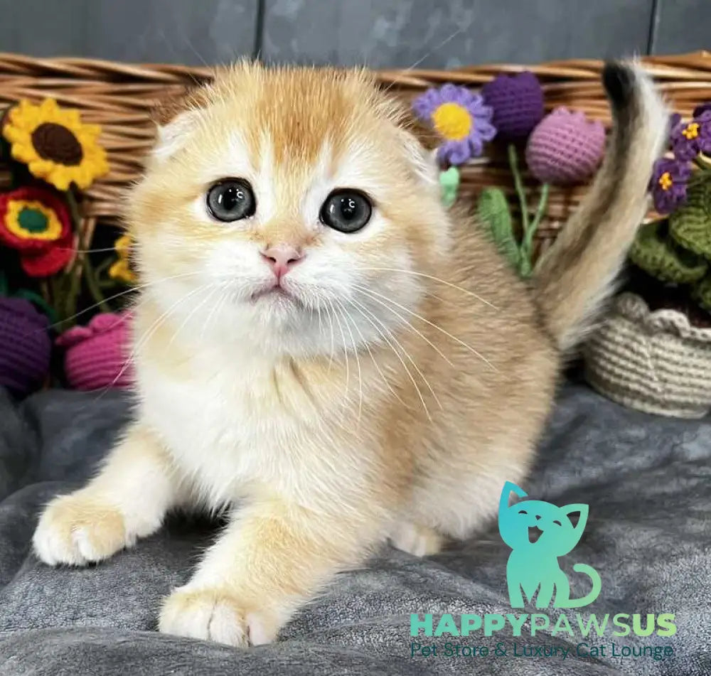 Kerry Scottish Fold female black golden chinchilla - live animals