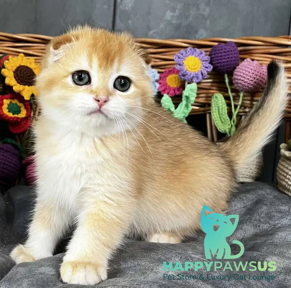 Kerry Scottish Fold female black golden chinchilla - live animals