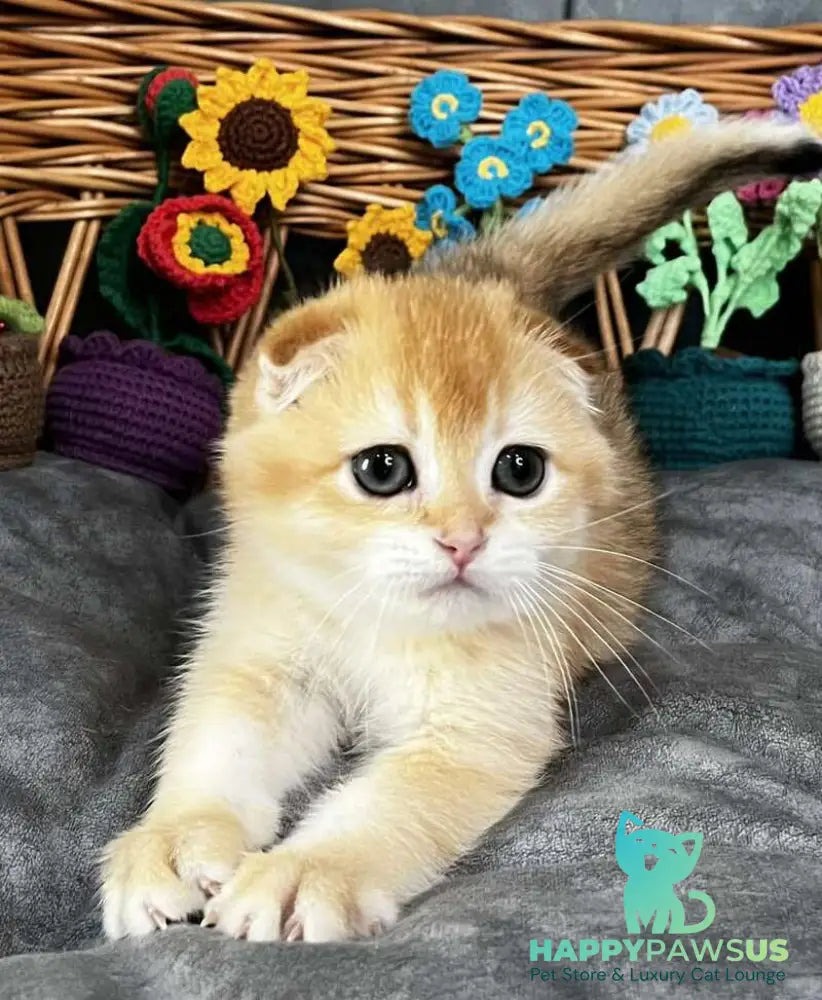 Kerry Scottish Fold female black golden chinchilla - live animals
