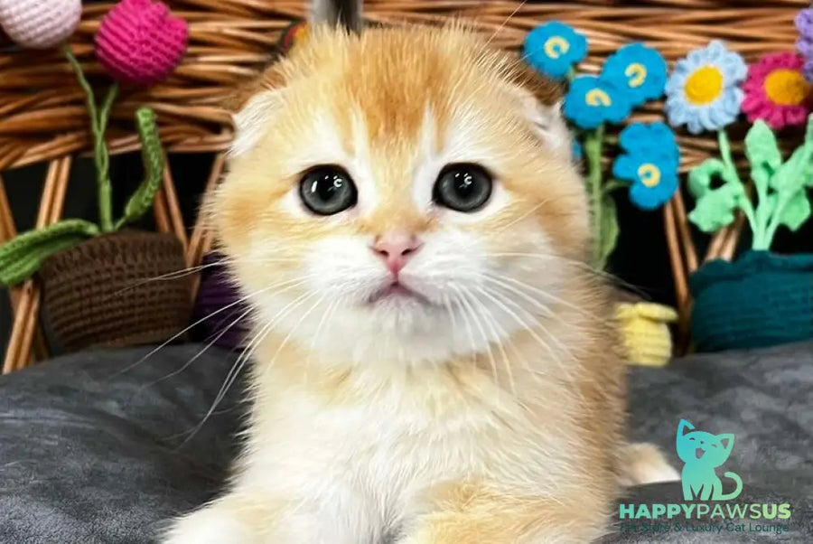 Kerry Scottish Fold female black golden chinchilla - live animals