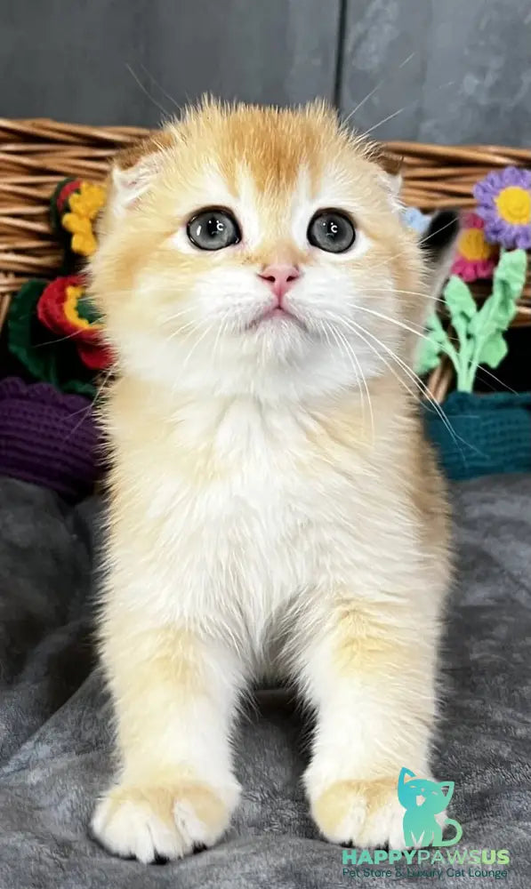 Kerry Scottish Fold female black golden chinchilla - live animals