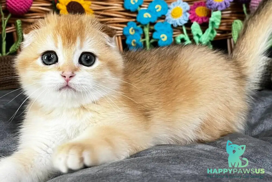 Kerry Scottish Fold female black golden chinchilla - live animals