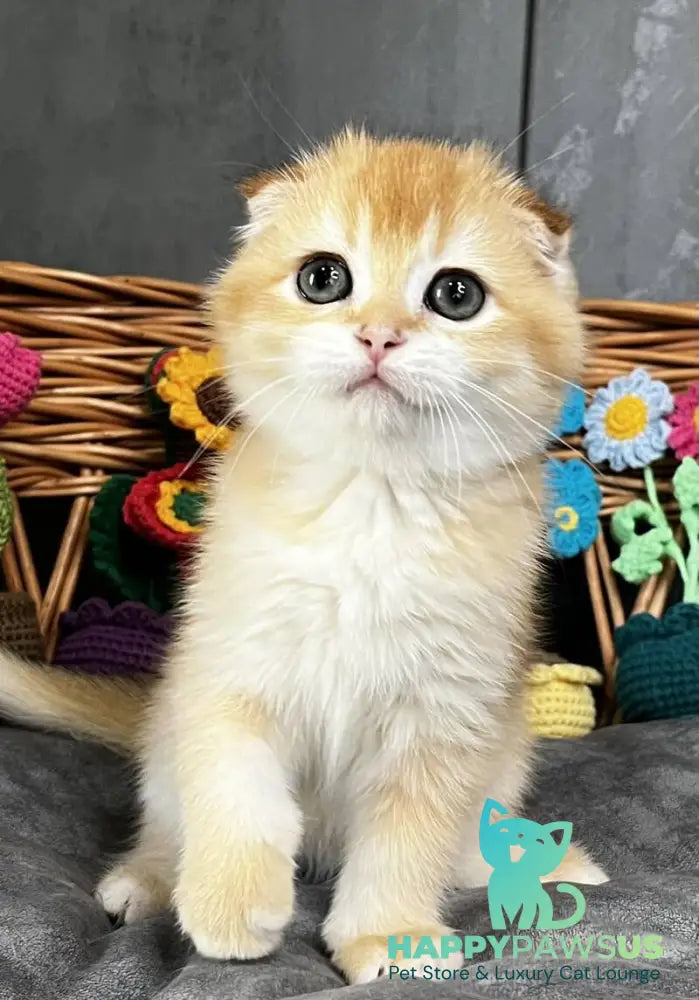 Kerry Scottish Fold female black golden chinchilla - live animals