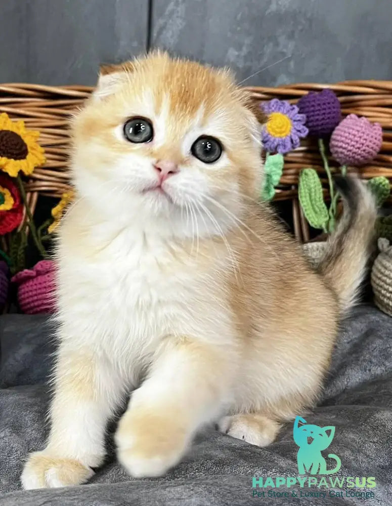 Kerry Scottish Fold female black golden chinchilla - live animals