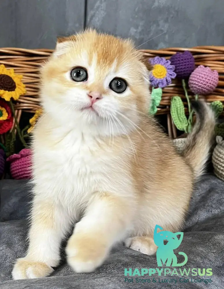 Kerry Scottish Fold female black golden chinchilla - live animals