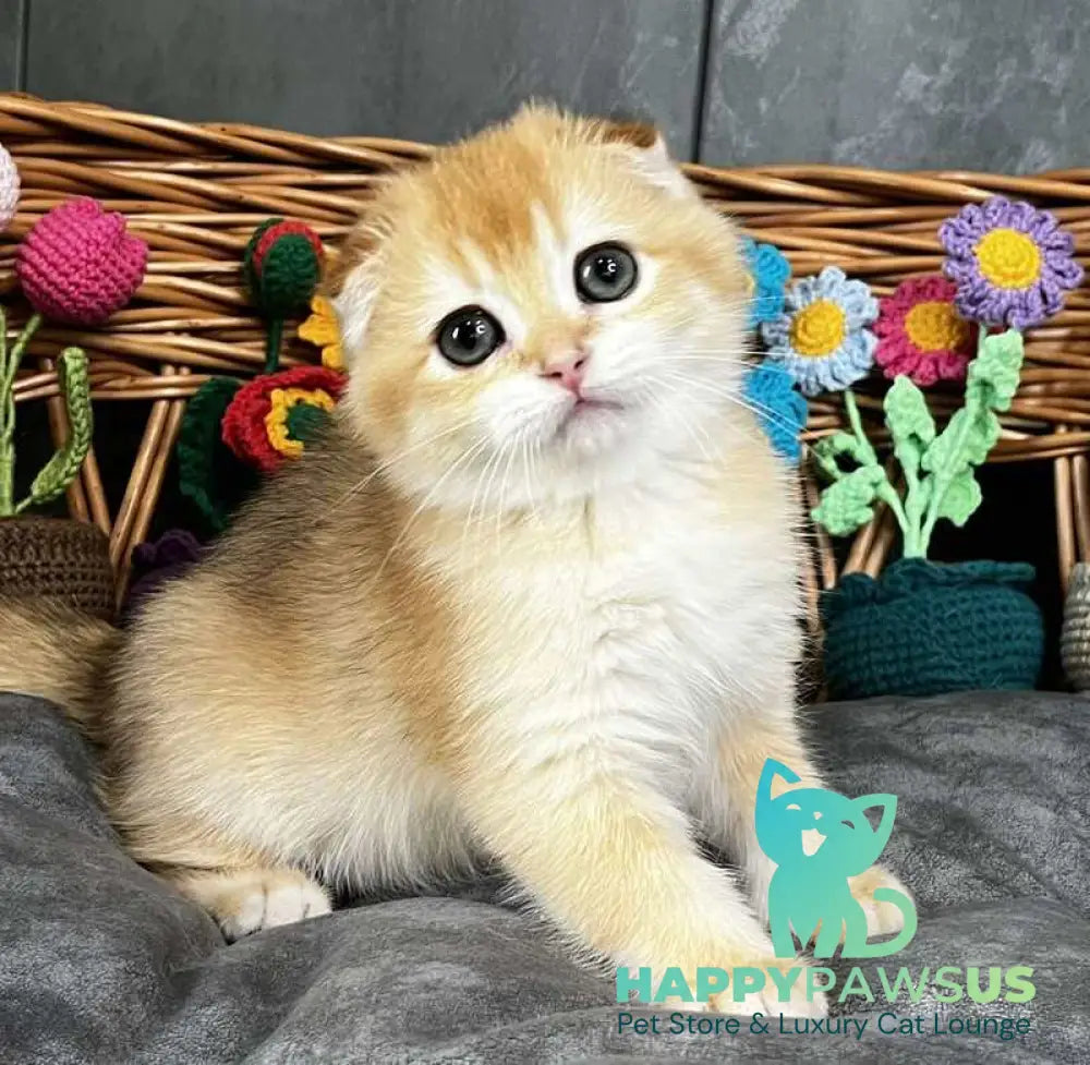 Kerry Scottish Fold female black golden chinchilla - live animals