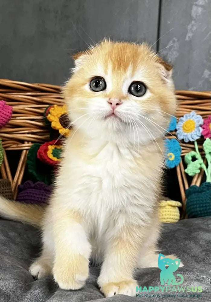 Kerry Scottish Fold female black golden chinchilla - live animals