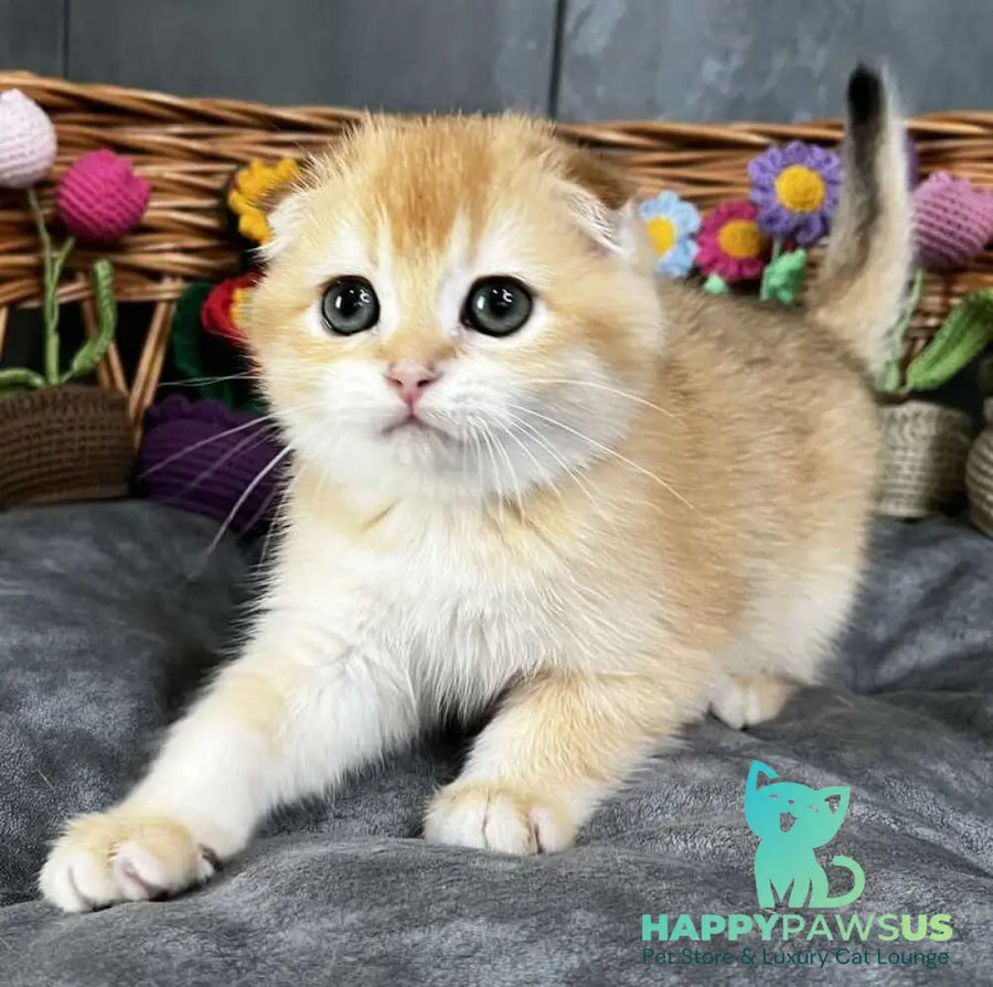 Kerry Scottish Fold female black golden chinchilla - live animals