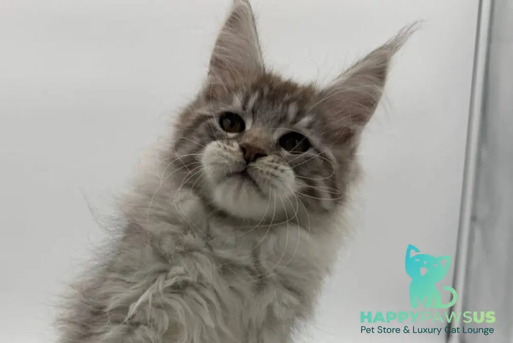 Ketana Maine Coon female black silver tabby - live animals