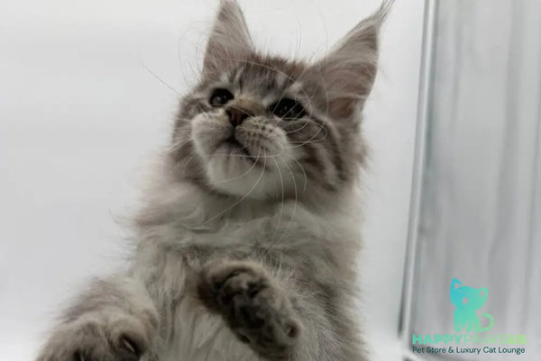 Ketana Maine Coon female black silver tabby - live animals