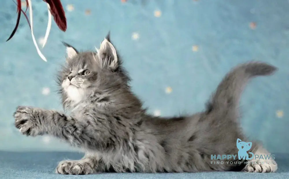 Keto Maine Coon polydactyl male blue silver live animals