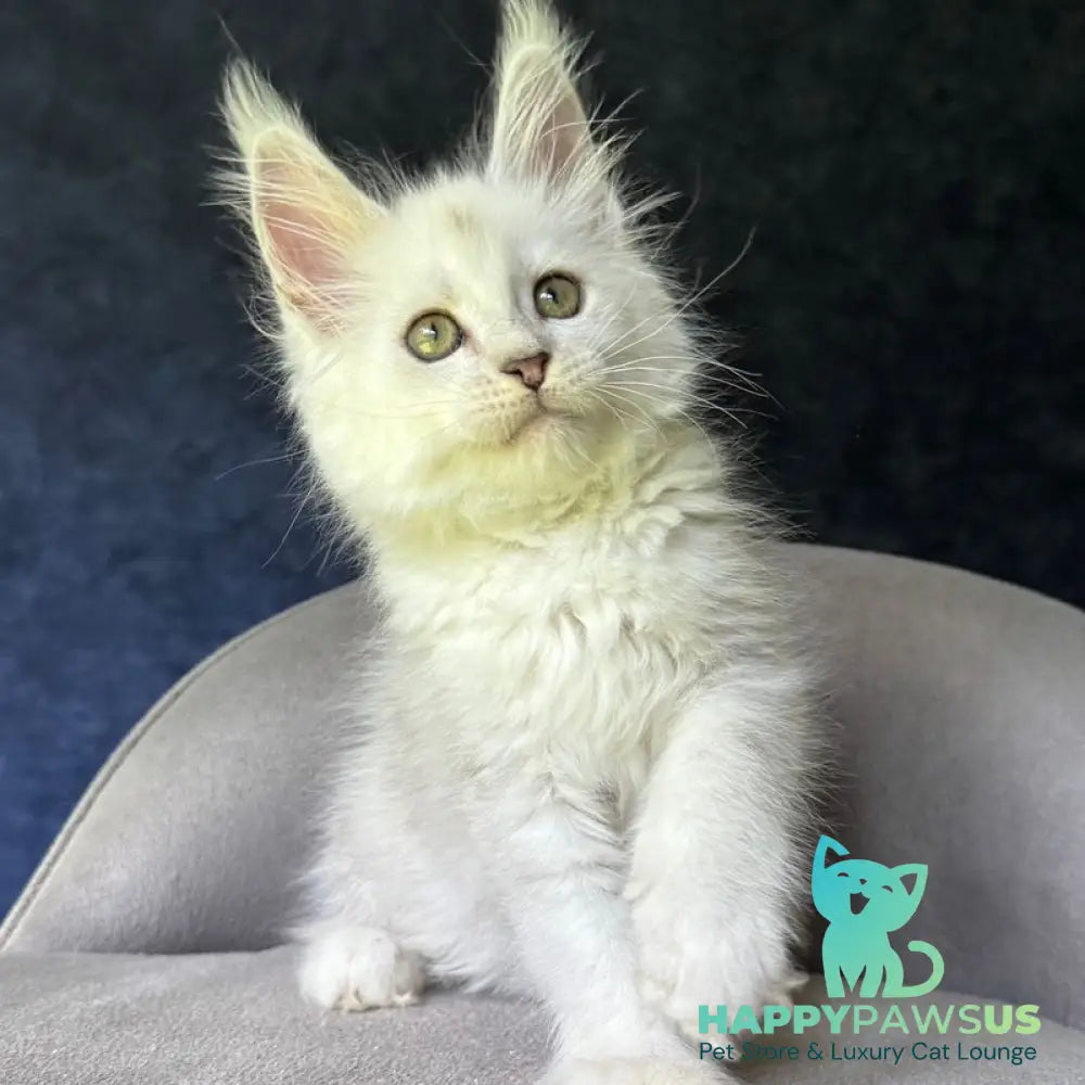 Ketrin Maine Coon female black silver shaded - live animals