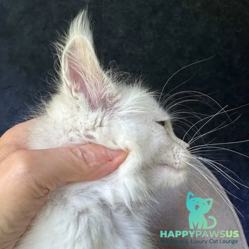 Ketrin Maine Coon female black silver shaded - live animals