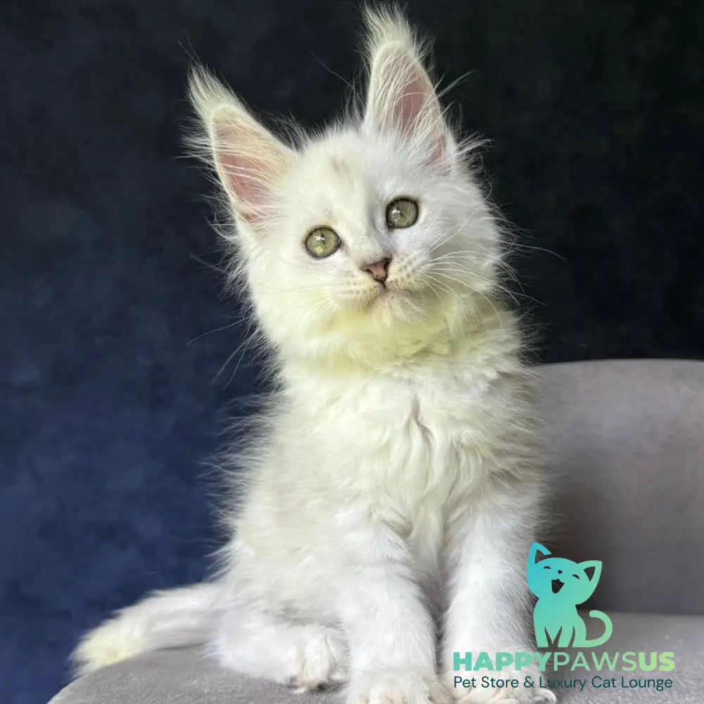 Ketrin Maine Coon female black silver shaded - live animals