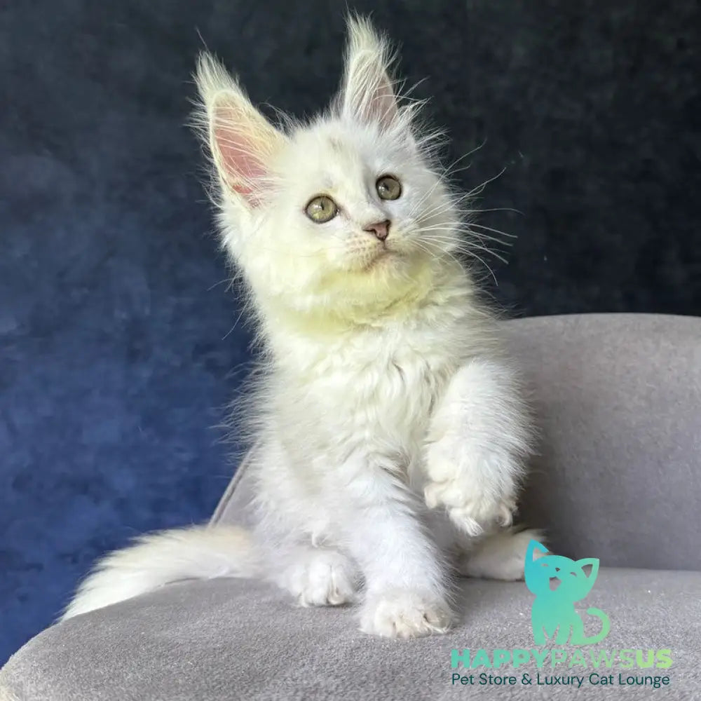 Ketrin Maine Coon female black silver shaded - live animals