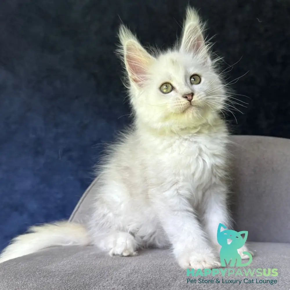 Ketrin Maine Coon female black silver shaded - live animals