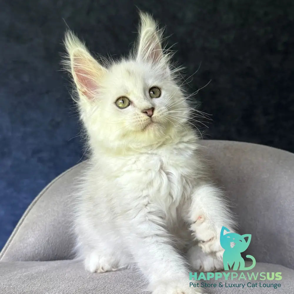 Ketrin Maine Coon female black silver shaded - live animals