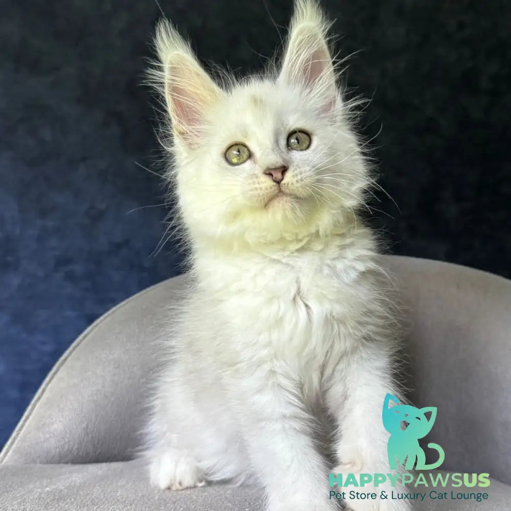 Ketrin Maine Coon female black silver shaded - live animals