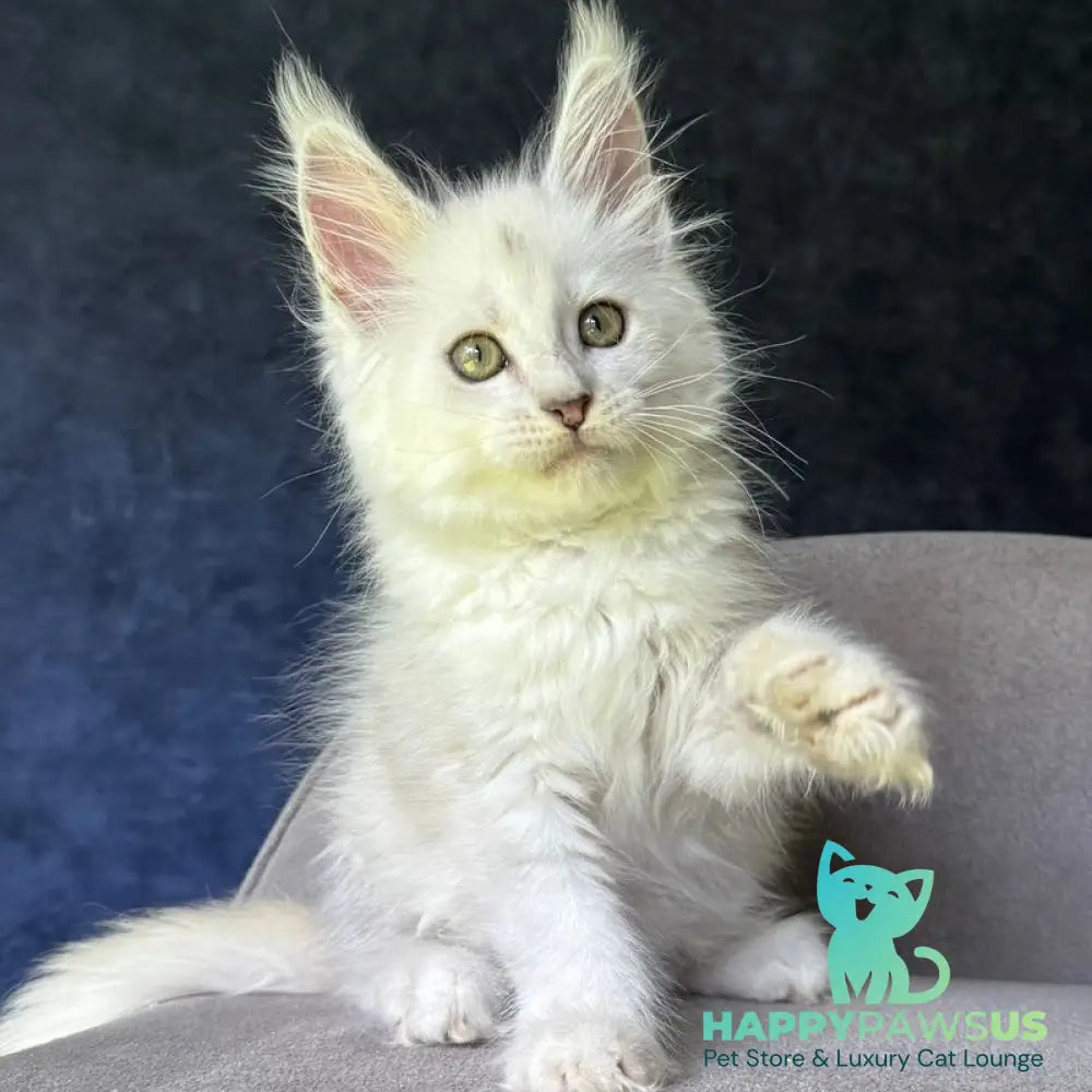 Ketrin Maine Coon female black silver shaded - live animals
