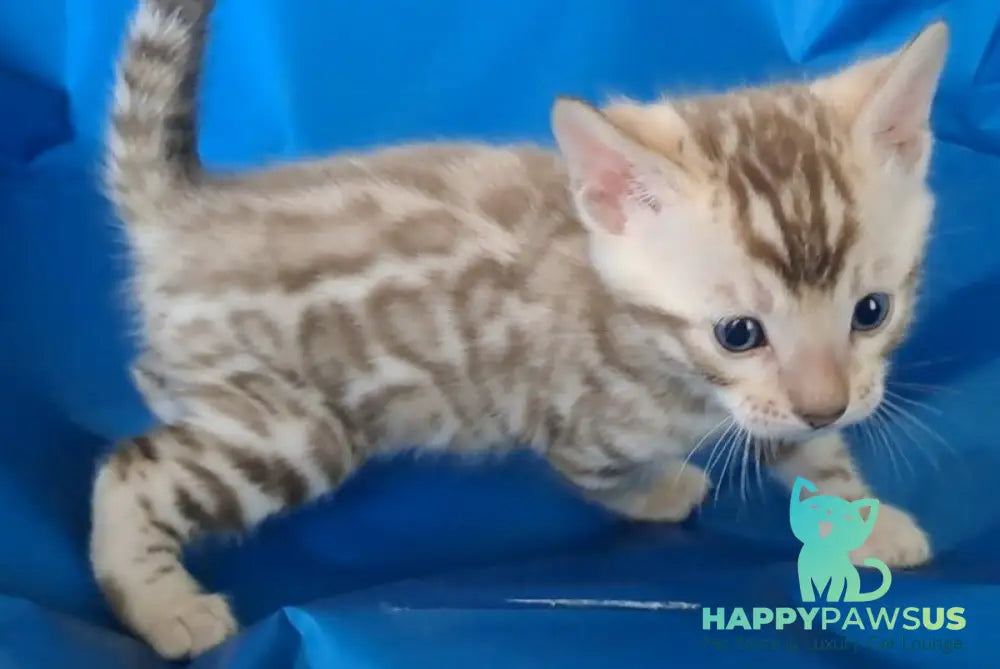 Kevin Bengal male black spotted tabby pointed - live animals