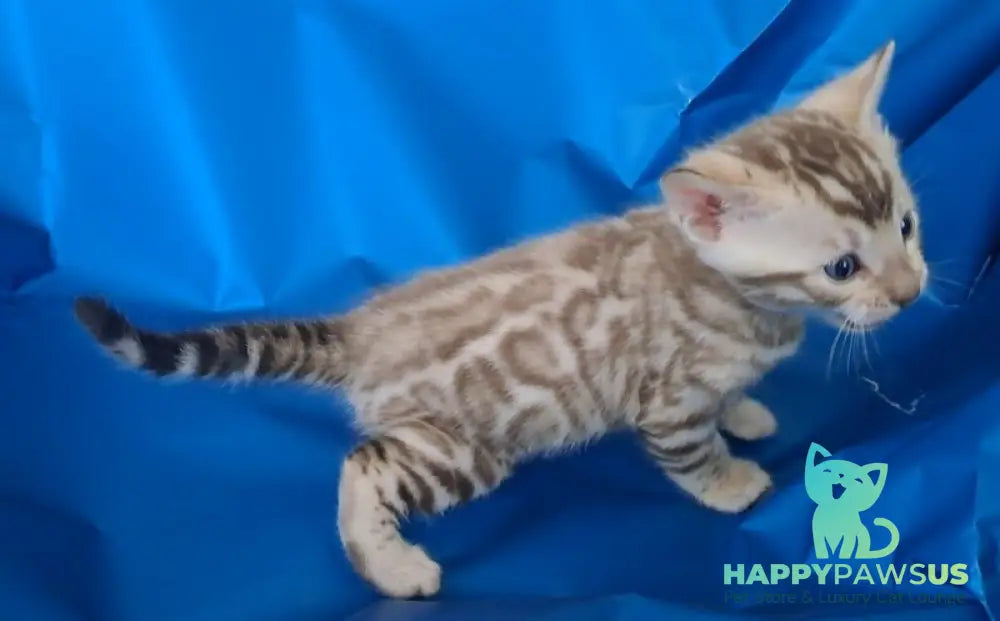 Kevin Bengal male black spotted tabby pointed - live animals