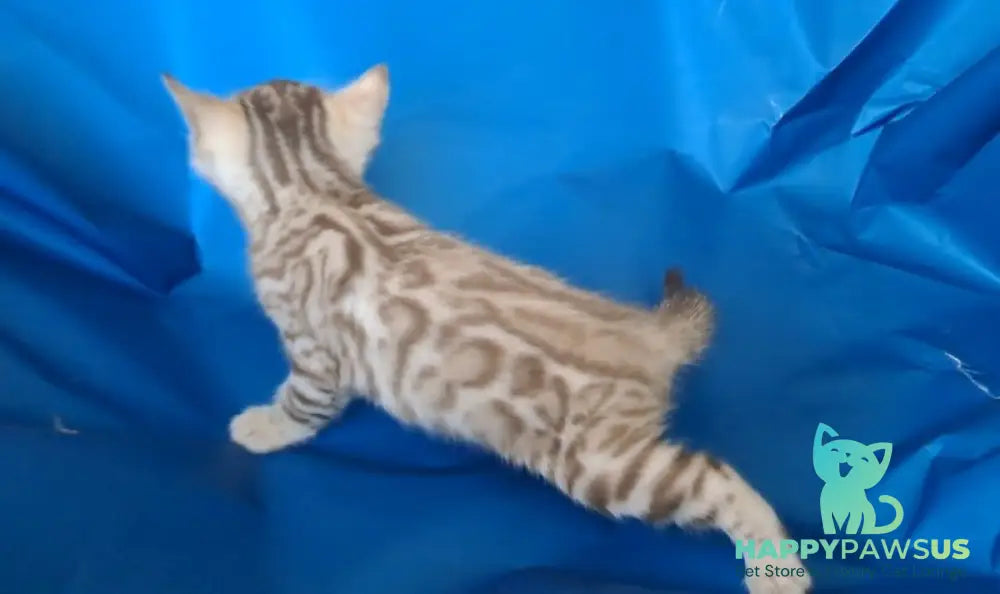 Kevin Bengal male black spotted tabby pointed - live animals