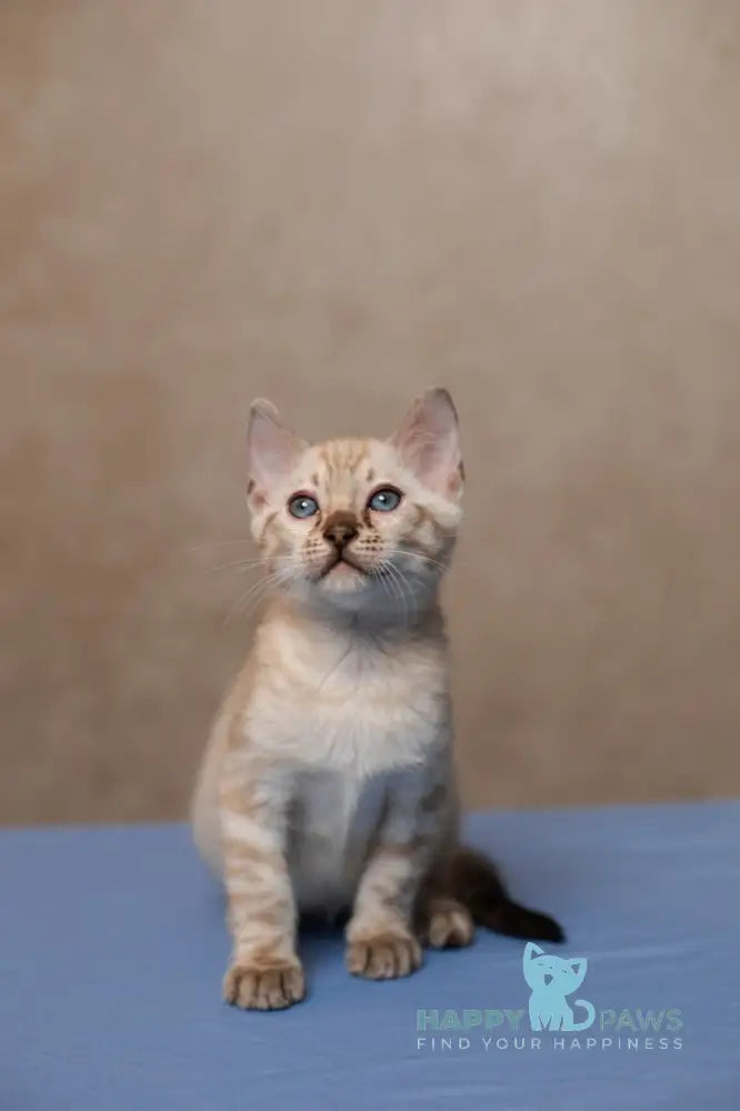 Kevin Bengal male seal lynx pointed live animals