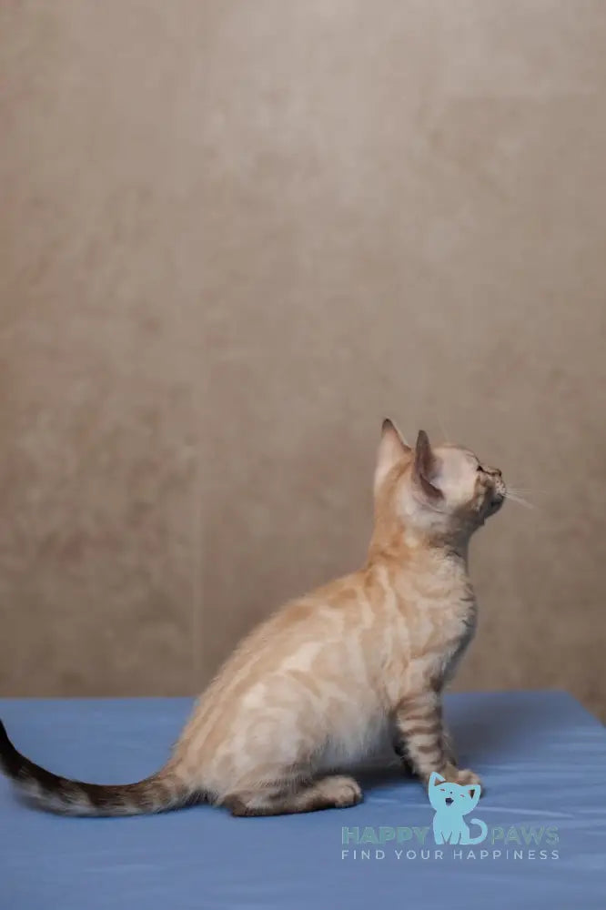 Kevin Bengal male seal lynx pointed live animals