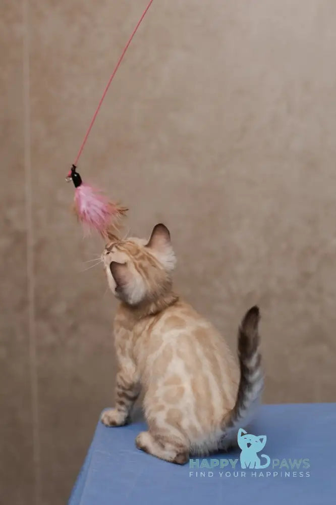 Kevin Bengal male seal lynx pointed live animals