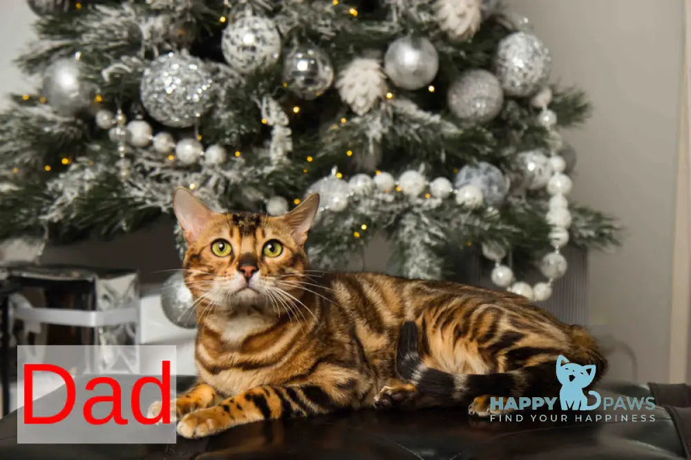 Kevin Bengal male seal lynx pointed live animals