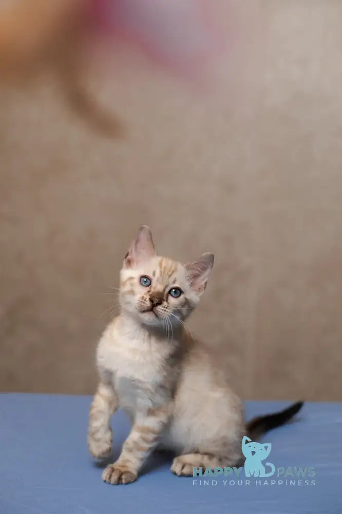 Kevin Bengal male seal lynx pointed live animals