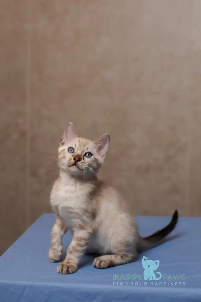 Kevin Bengal male seal lynx pointed live animals