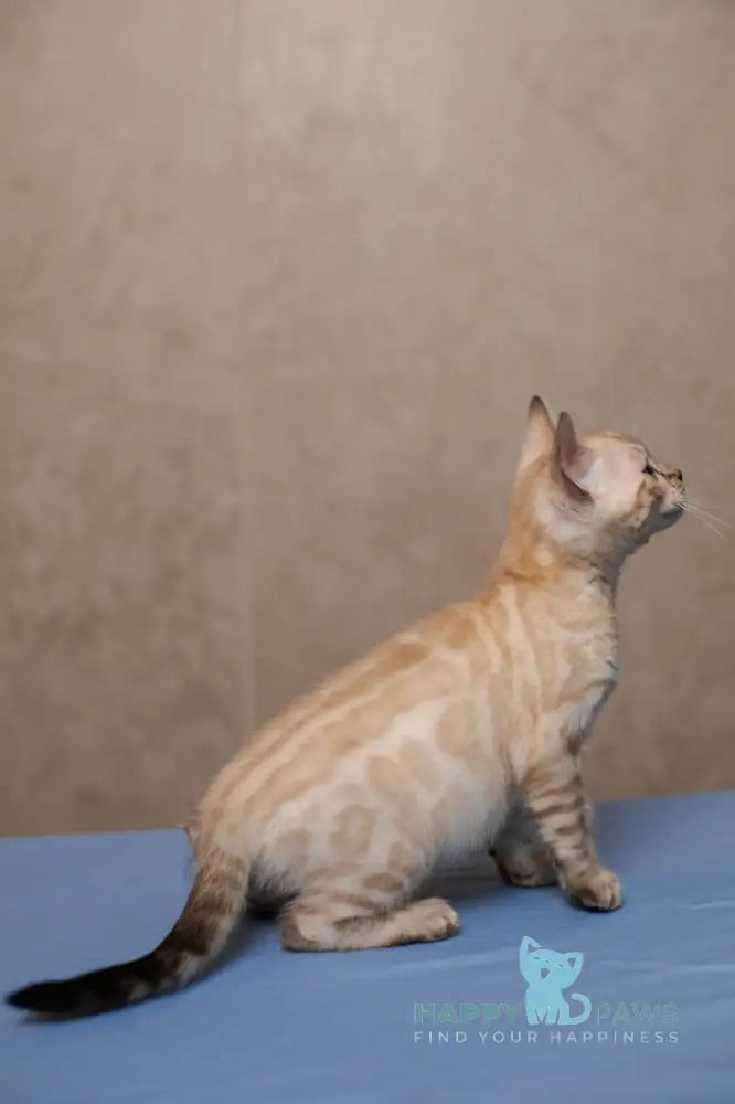 Kevin Bengal male seal lynx pointed live animals