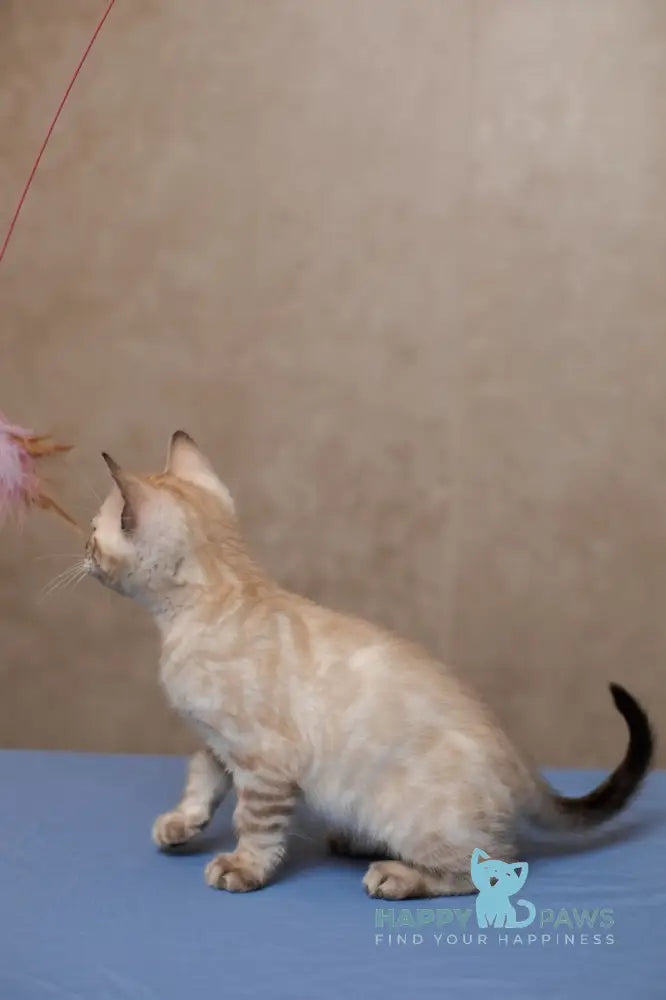 Kevin Bengal male seal lynx pointed live animals