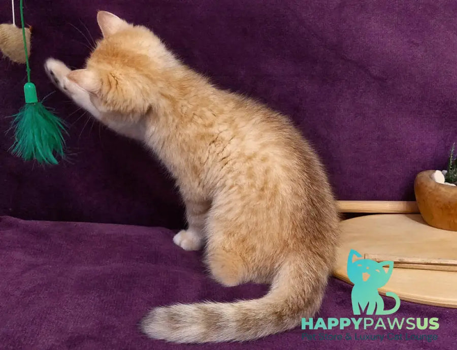 Kevin British Shorthair male black golden spotted tabby - live animals