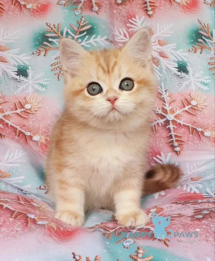 Kevin British Shorthair male black golden tabby live animals