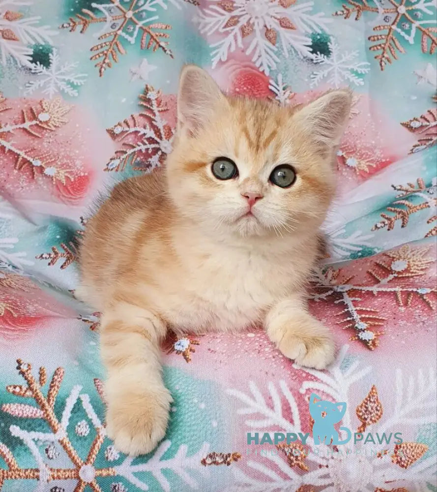 Kevin British Shorthair male black golden tabby live animals