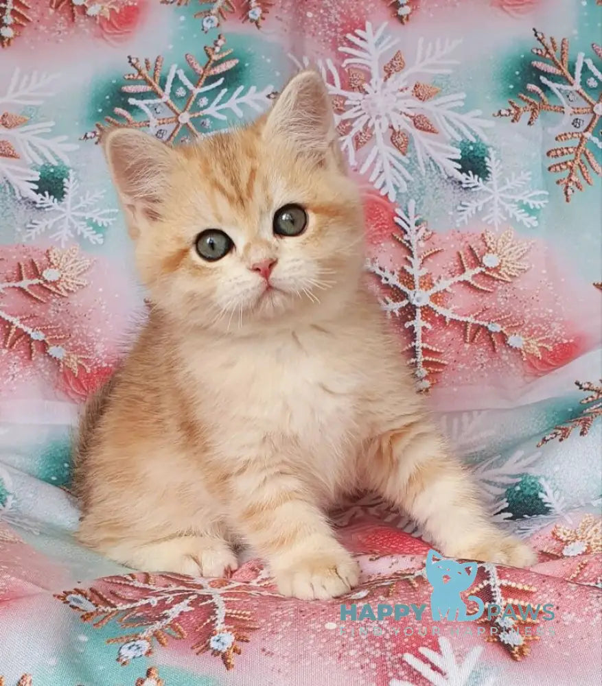 Kevin British Shorthair male black golden tabby live animals