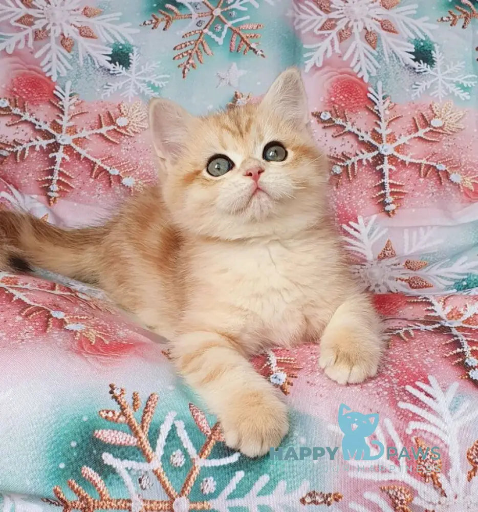 Kevin British Shorthair male black golden tabby live animals