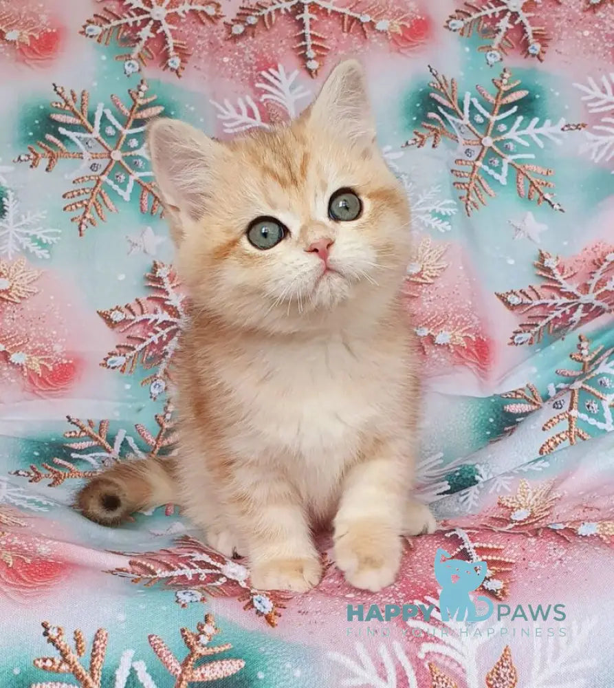 Kevin British Shorthair male black golden tabby live animals