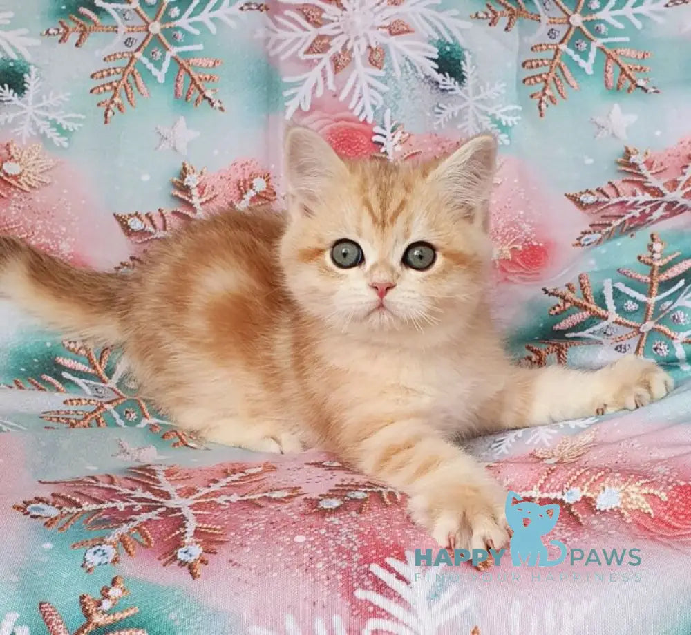 Kevin British Shorthair male black golden tabby live animals