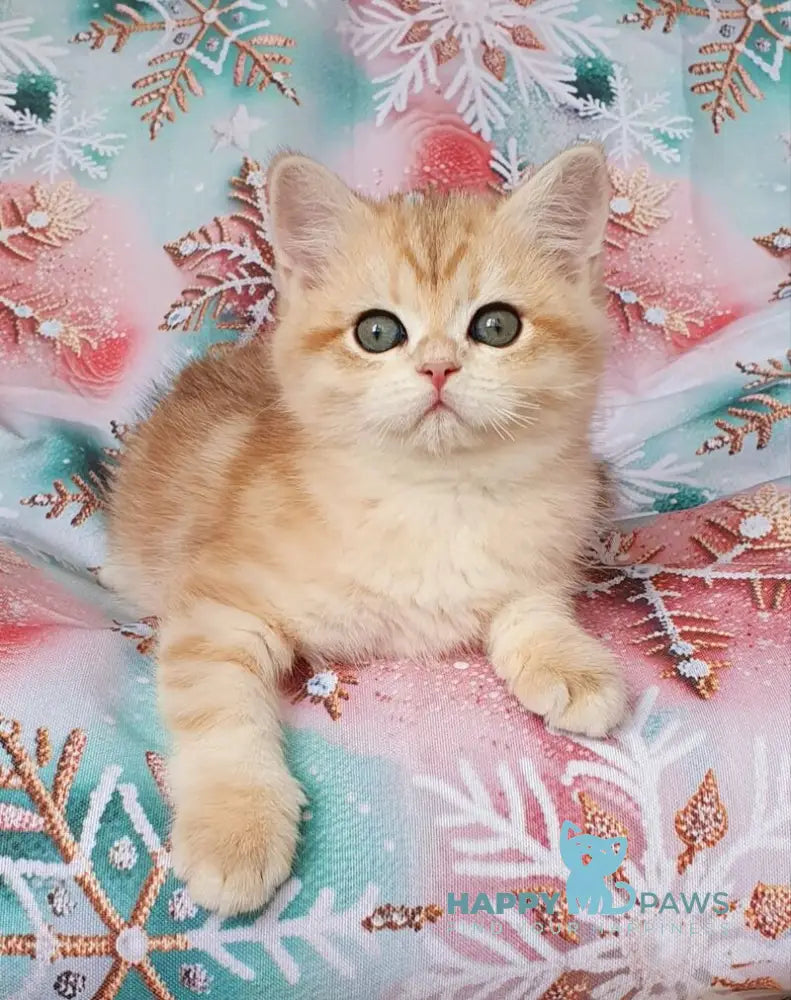 Kevin British Shorthair male black golden tabby live animals