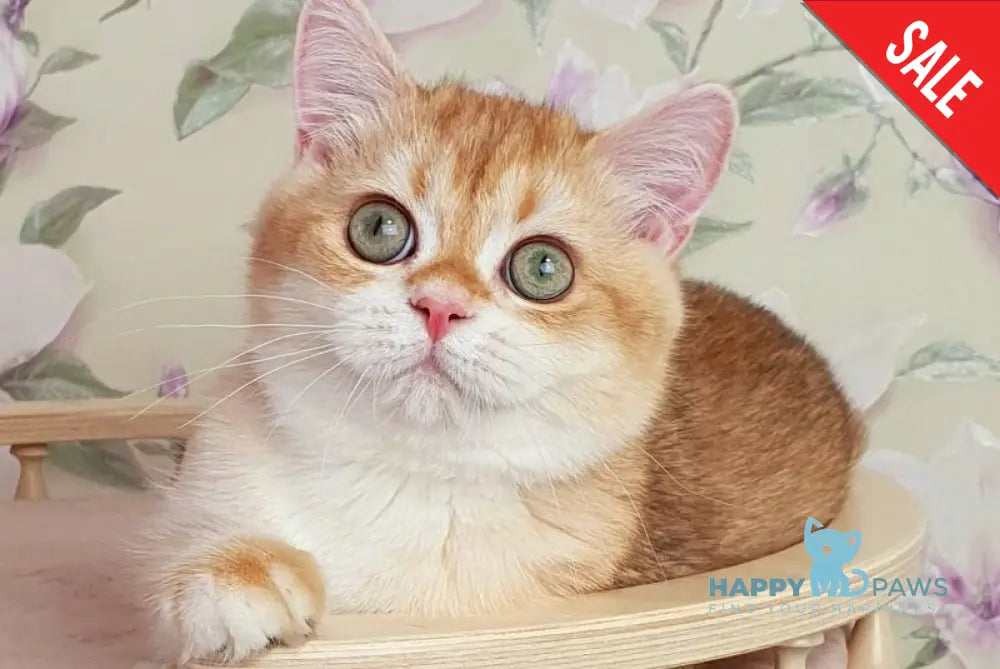 Kevin British Shorthair male chocolate golden chinchilla live animals