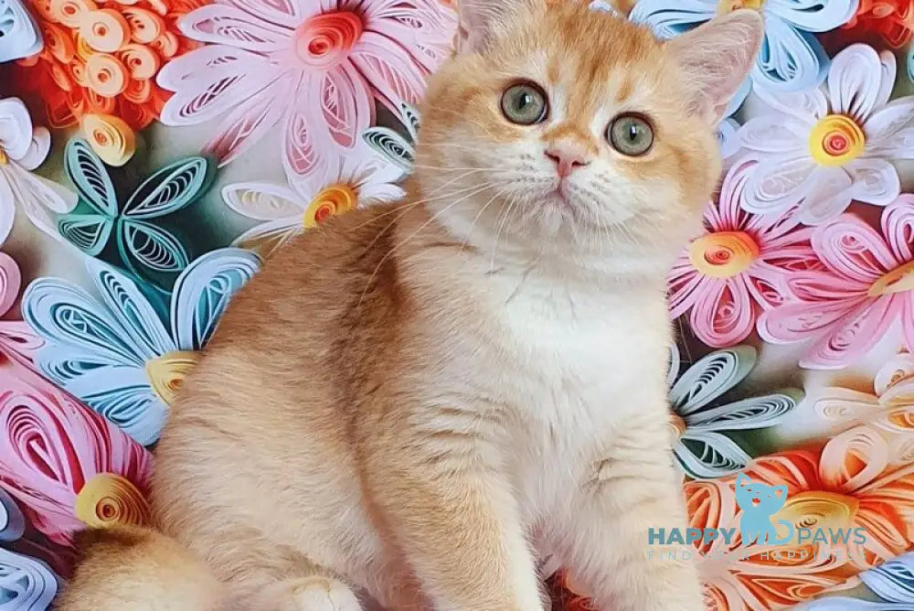 Kevin British Shorthair male chocolate golden chinchilla live animals