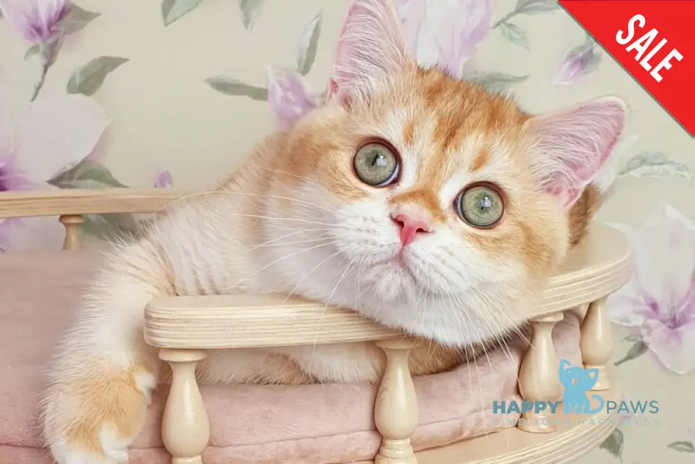 Kevin British Shorthair male chocolate golden chinchilla live animals