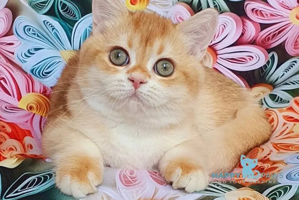Kevin British Shorthair male chocolate golden chinchilla live animals